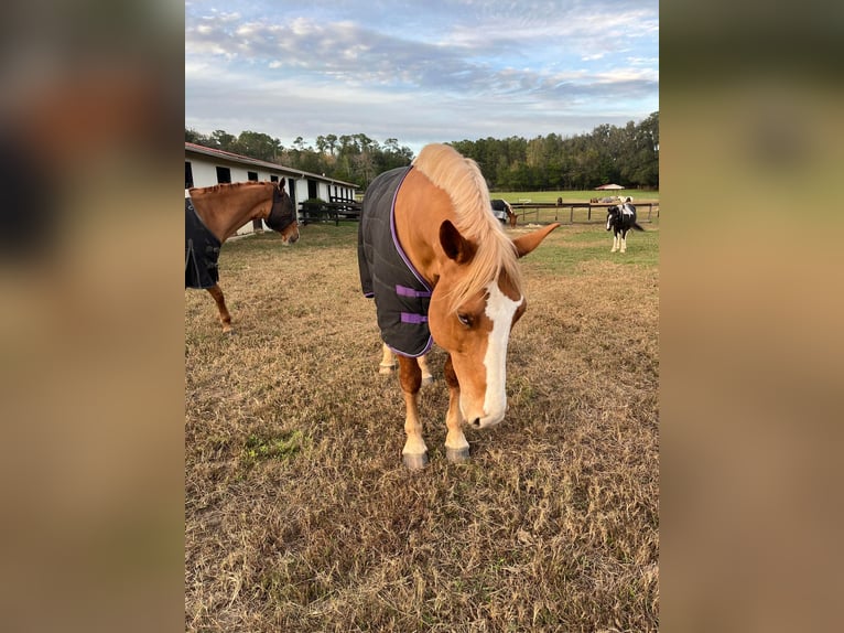 Quarter horse américain Hongre 14 Ans 168 cm Alezan brûlé in Ocala FL