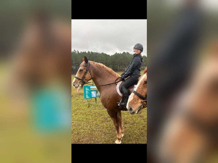 Quarter horse américain Hongre 14 Ans 168 cm Alezan brûlé in Ocala FL