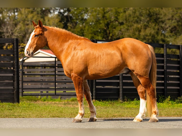 Quarter horse américain Hongre 14 Ans 168 cm Alezan brûlé in Ocala FL