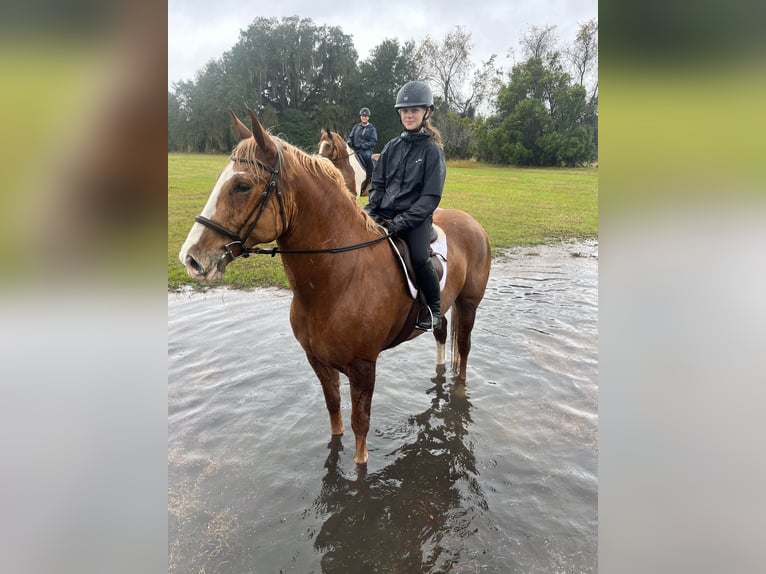 Quarter horse américain Hongre 14 Ans 168 cm Alezan brûlé in Ocala FL