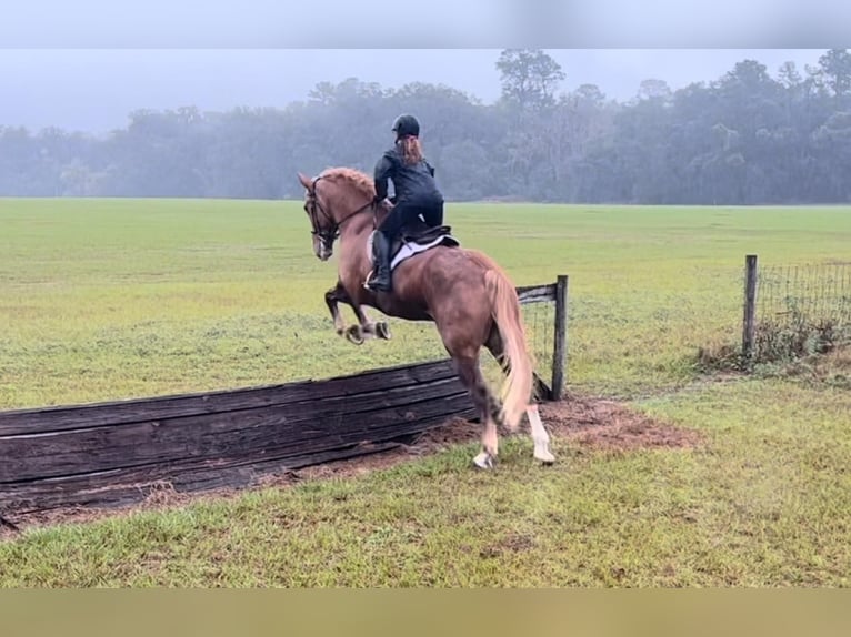 Quarter horse américain Hongre 14 Ans 168 cm Alezan brûlé in Ocala FL