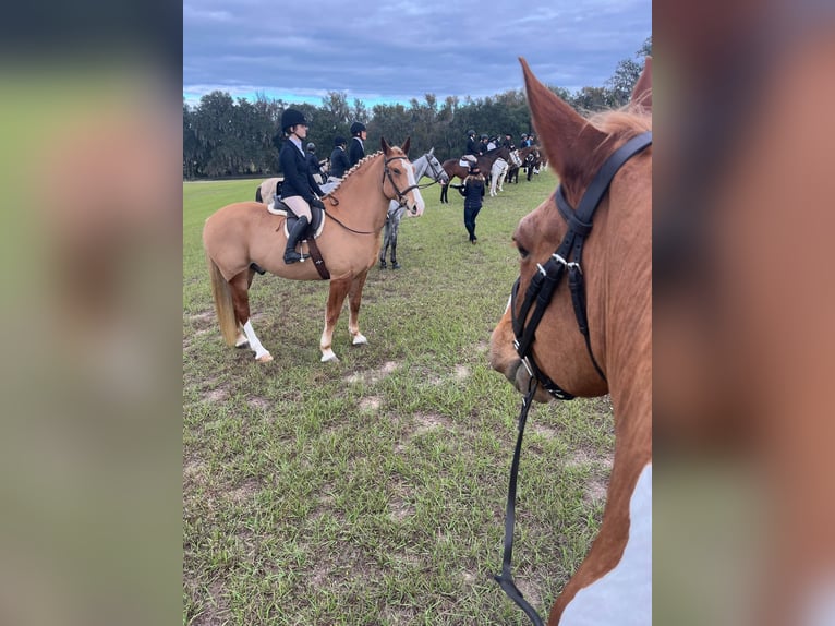 Quarter horse américain Hongre 14 Ans 168 cm Alezan brûlé in Ocala FL