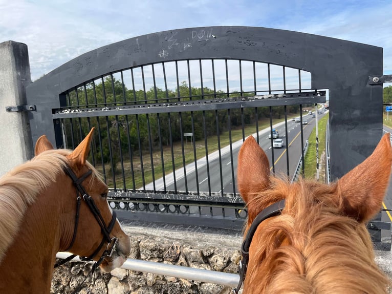 Quarter horse américain Hongre 14 Ans 168 cm Alezan brûlé in Ocala FL