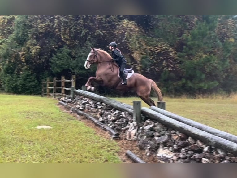 Quarter horse américain Hongre 14 Ans 168 cm Alezan brûlé in Ocala FL