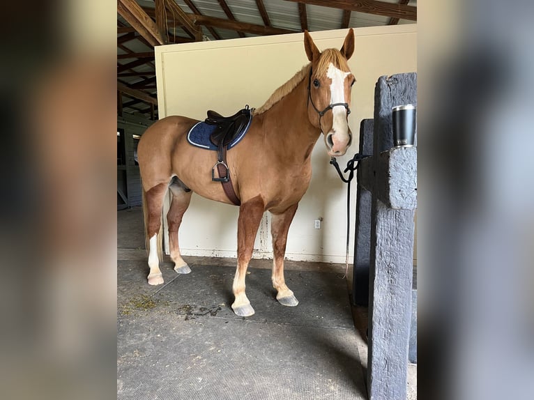 Quarter horse américain Hongre 14 Ans 168 cm Alezan brûlé in Ocala FL