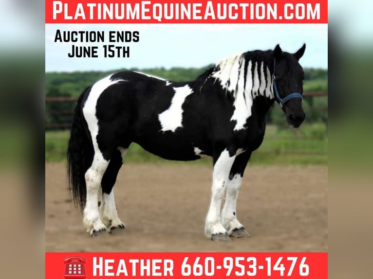 Quarter horse américain Hongre 14 Ans 170 cm Tobiano-toutes couleurs in Princeton, MO