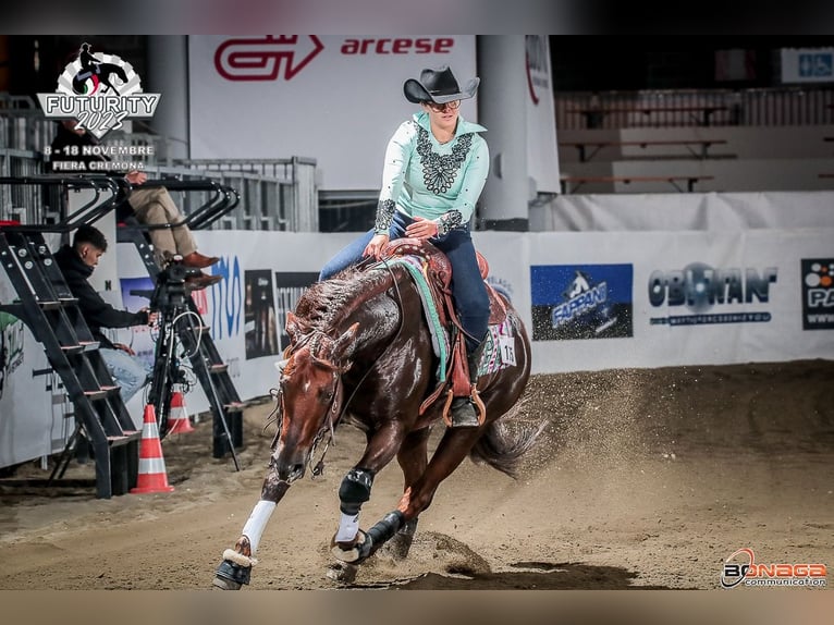 Quarter horse américain Hongre 14 Ans Alezan brûlé in Trento