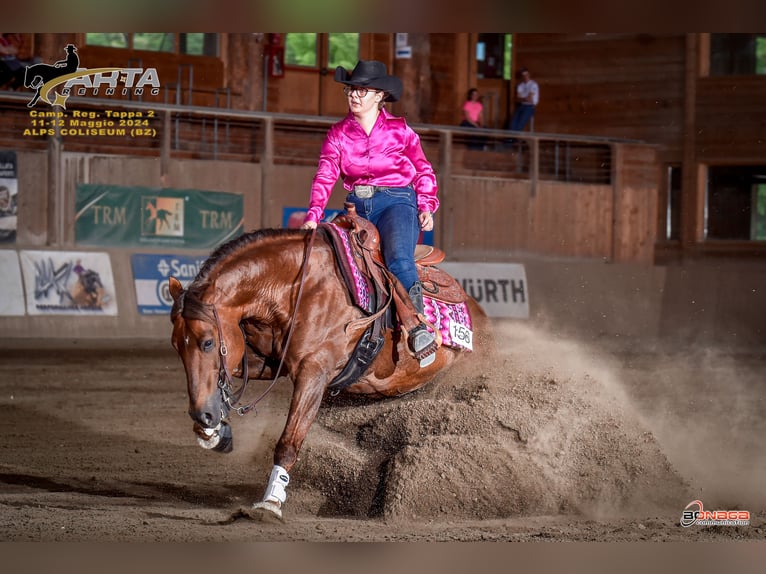 Quarter horse américain Hongre 14 Ans Alezan brûlé in Trento