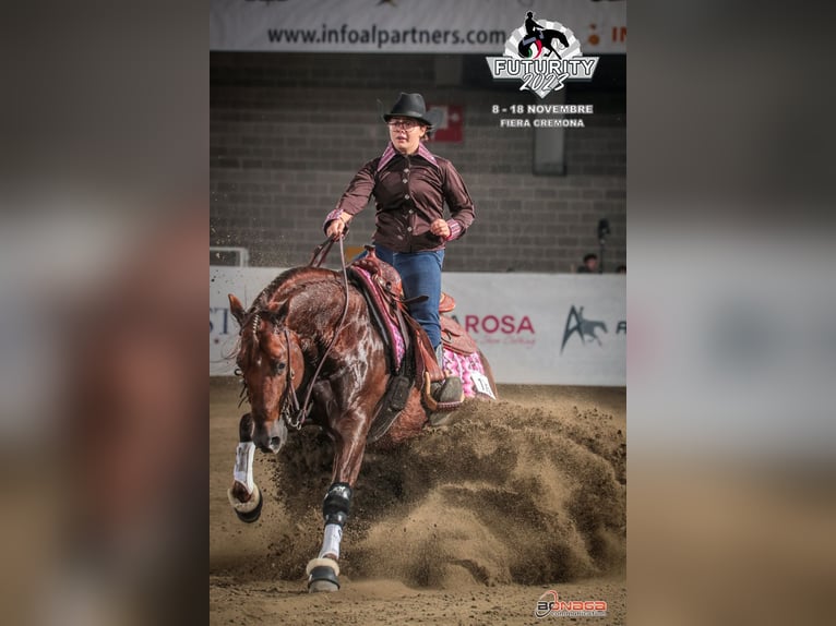 Quarter horse américain Hongre 14 Ans Alezan brûlé in Trento