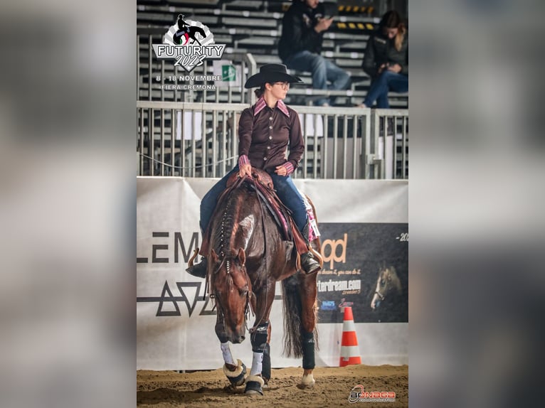 Quarter horse américain Hongre 14 Ans Alezan brûlé in Trento