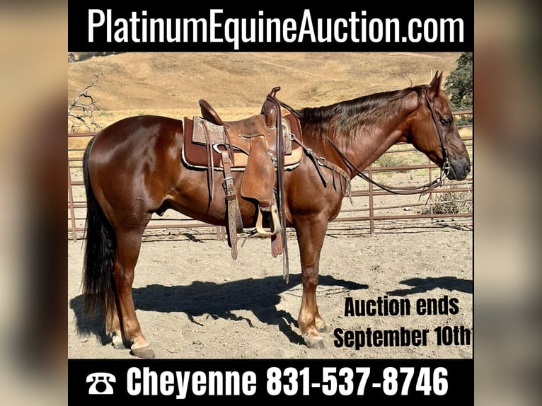 Quarter horse américain Hongre 14 Ans Alezan brûlé in King City, CA