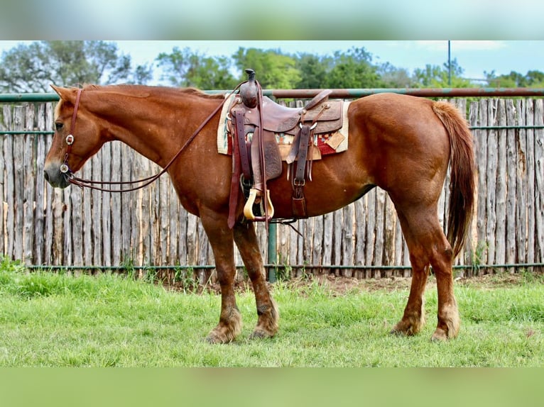 Quarter horse américain Hongre 14 Ans Alezan brûlé in Lipan TX