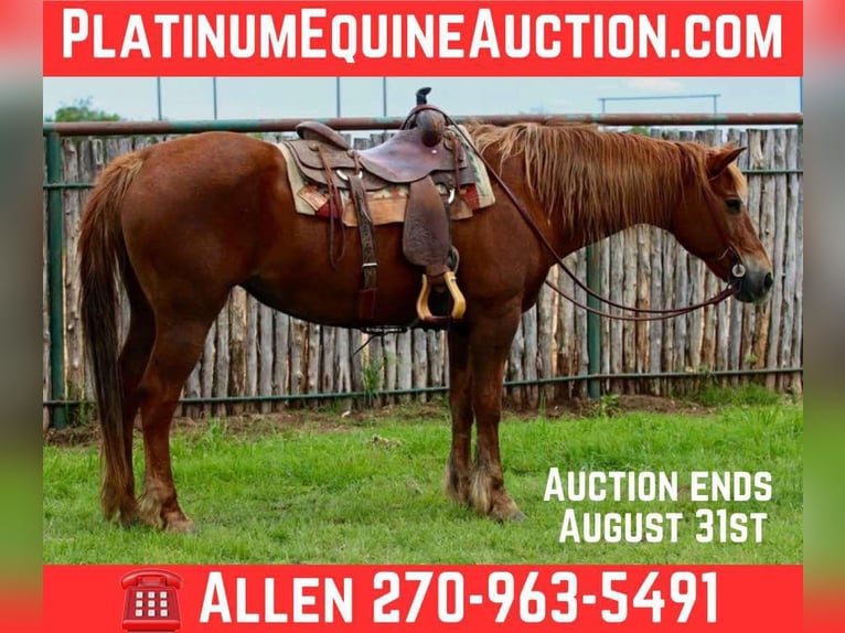 Quarter horse américain Hongre 14 Ans Alezan brûlé in Lipan TX