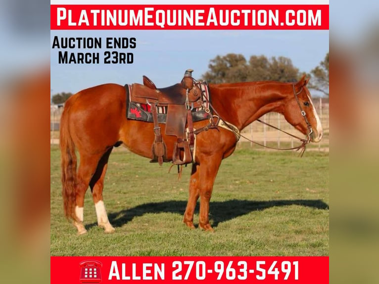 Quarter horse américain Hongre 14 Ans Alezan brûlé in Lipan TX