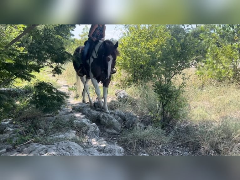 Quarter horse américain Hongre 14 Ans Alezan brûlé in Lipan TX