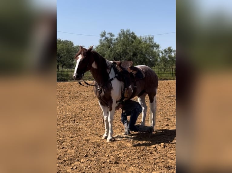 Quarter horse américain Hongre 14 Ans Alezan brûlé in Lipan TX
