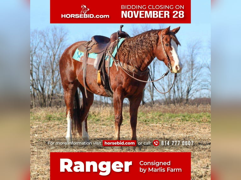 Quarter horse américain Hongre 14 Ans Alezan cuivré in Rebersburg, PA