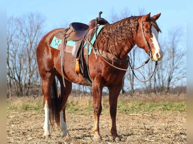 Quarter horse américain Hongre 14 Ans Alezan cuivré in Rebersburg, PA