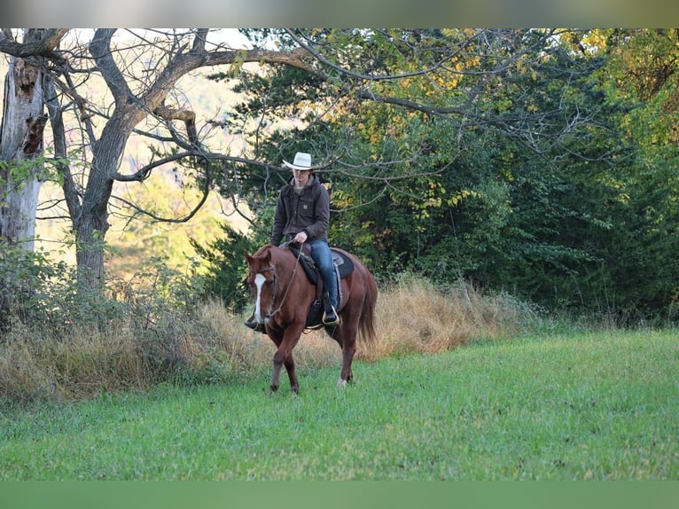 Quarter horse américain Hongre 14 Ans Alezan cuivré in Shippensburg