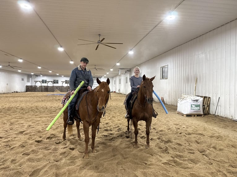Quarter horse américain Hongre 14 Ans Alezan cuivré in Cannon Falls
