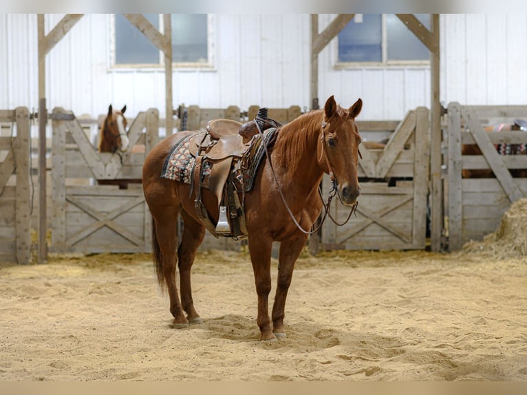 Quarter horse américain Hongre 14 Ans Alezan cuivré in Cannon Falls