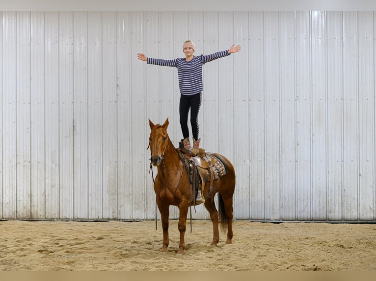 Quarter horse américain Hongre 14 Ans Alezan cuivré in Cannon Falls