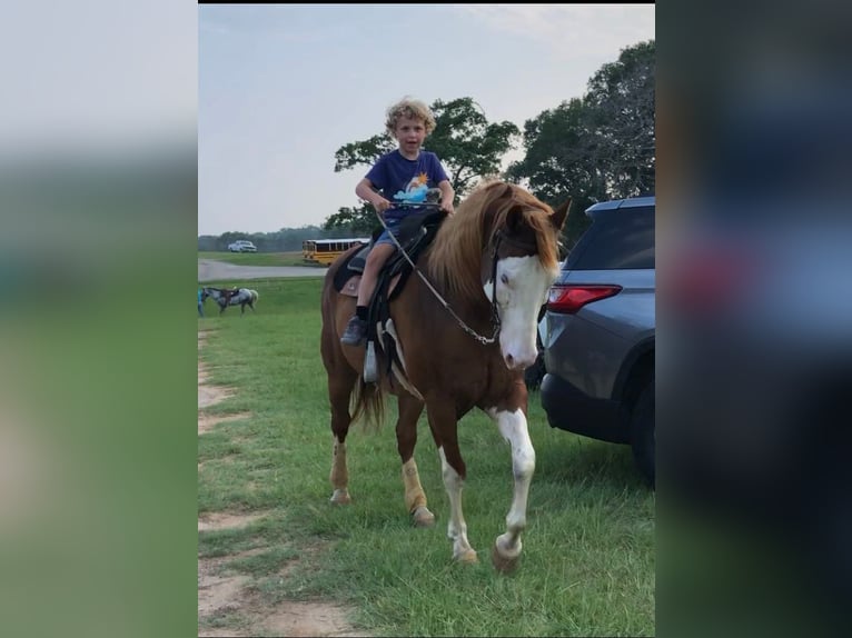 Quarter horse américain Hongre 14 Ans Alezan cuivré in Palestine TX