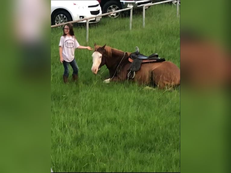 Quarter horse américain Hongre 14 Ans Alezan cuivré in Palestine TX