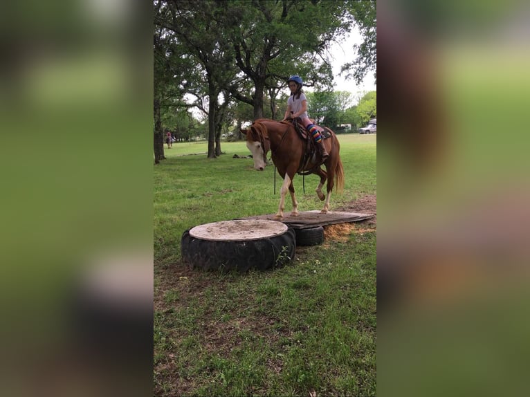 Quarter horse américain Hongre 14 Ans Alezan cuivré in Palestine TX