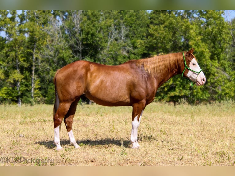 Quarter horse américain Hongre 14 Ans Alezan cuivré in Palestine TX