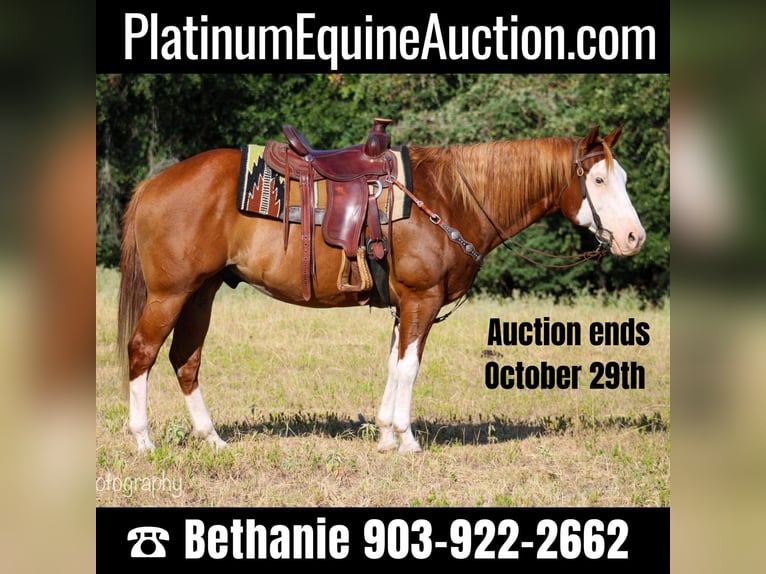 Quarter horse américain Hongre 14 Ans Alezan cuivré in Palestine TX