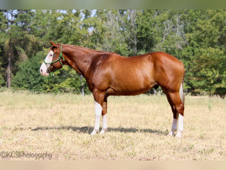 Quarter horse américain Hongre 14 Ans Alezan cuivré in Palestine TX