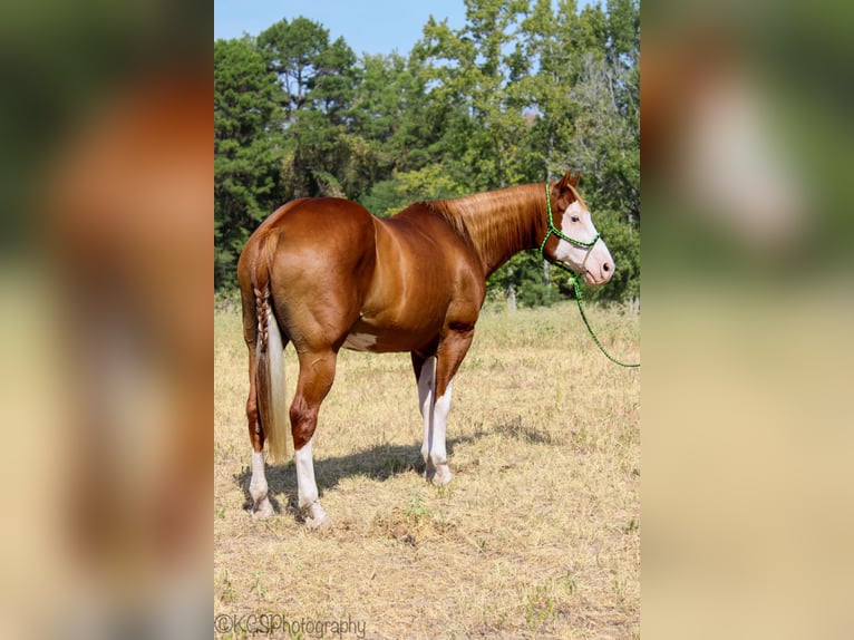 Quarter horse américain Hongre 14 Ans Alezan cuivré in Palestine TX