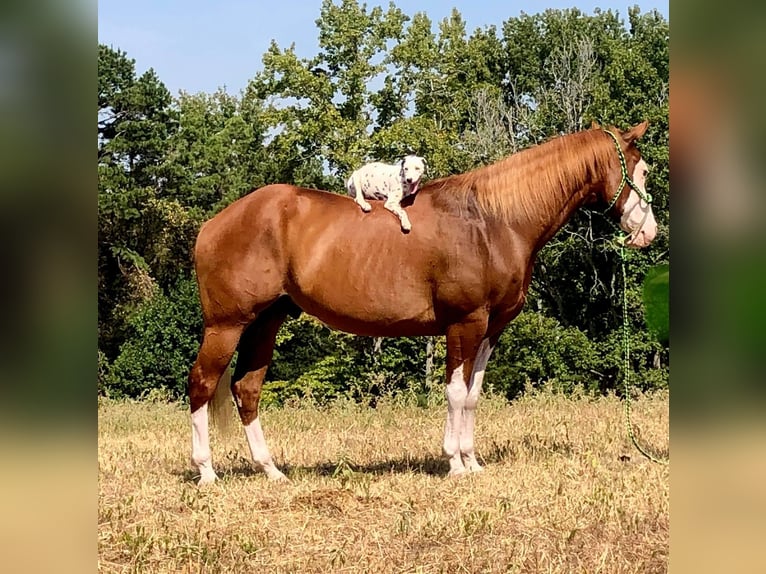 Quarter horse américain Hongre 14 Ans Alezan cuivré in Palestine TX