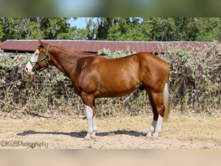 Quarter horse américain Hongre 14 Ans Alezan cuivré in Palestine TX