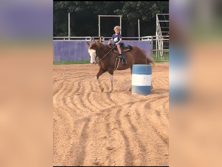 Quarter horse américain Hongre 14 Ans Alezan cuivré in Palestine TX