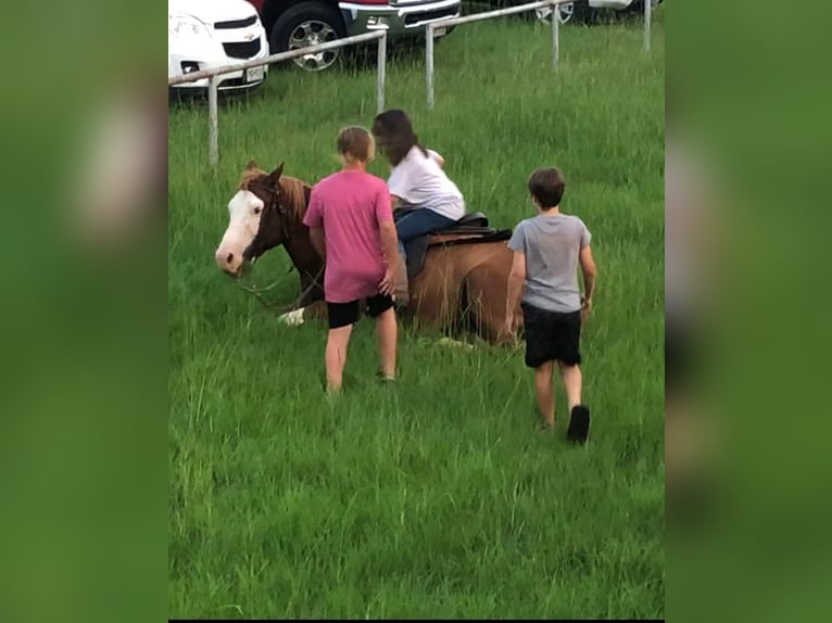 Quarter horse américain Hongre 14 Ans Alezan cuivré in Palestine TX