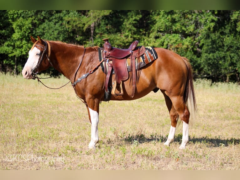 Quarter horse américain Hongre 14 Ans Alezan cuivré in Palestine TX