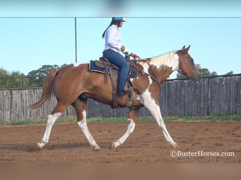 Quarter horse américain Hongre 14 Ans Alezan cuivré in Weatherford, TX