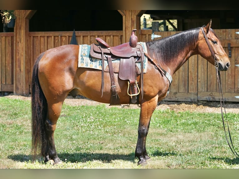 Quarter horse américain Hongre 14 Ans Bai cerise in JERSEY  SHORE, PA