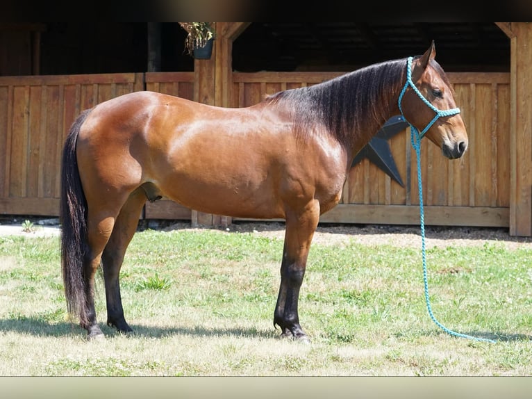 Quarter horse américain Hongre 14 Ans Bai cerise in JERSEY  SHORE, PA