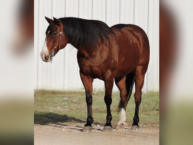 Quarter horse américain Hongre 14 Ans Bai cerise in Breckenridge, TX