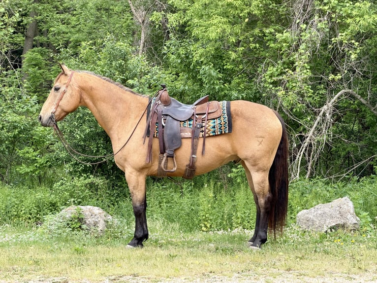 Quarter horse américain Hongre 14 Ans Buckskin in Cannon Falls