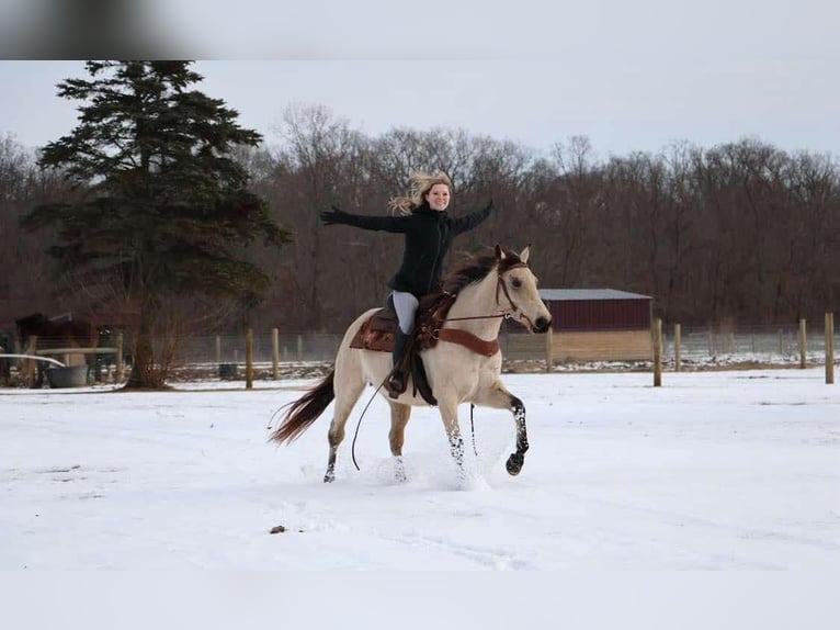 Quarter horse américain Hongre 14 Ans Buckskin in Howell MI