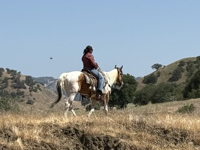Quarter horse américain Hongre 14 Ans Buckskin in Paicines CA