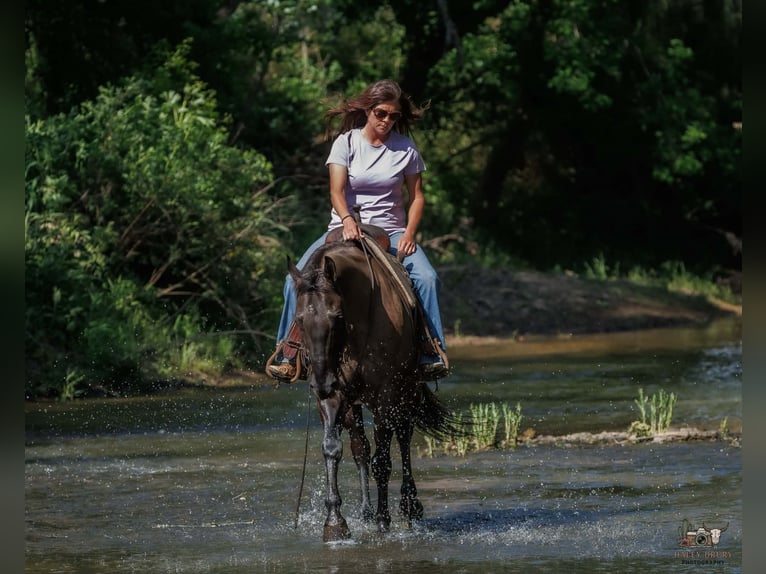 Quarter horse américain Hongre 14 Ans Grullo in Auburn