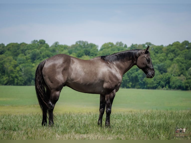 Quarter horse américain Hongre 14 Ans Grullo in Auburn
