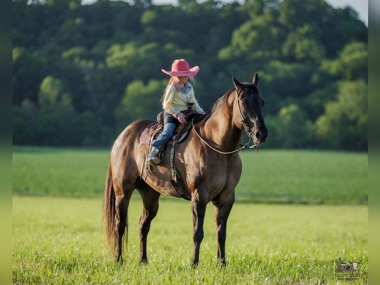 Quarter horse américain Hongre 14 Ans Grullo in Auburn