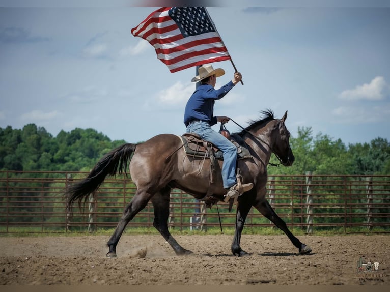 Quarter horse américain Hongre 14 Ans Grullo in Auburn