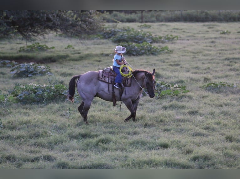 Quarter horse américain Hongre 14 Ans Grullo in Stephenville TX
